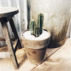 Cactus pilocereus azuereu