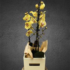 Phaleanopsis orchid yellow 