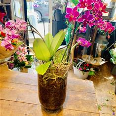 Orchids in glass vase 