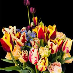 Locally grown stunning tulips 