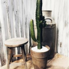 Euphorbia su acrurensis 