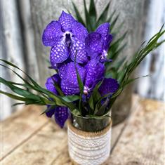 Purple orchid 