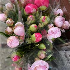 Peoni bunches 