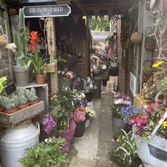 Flowers and plants 