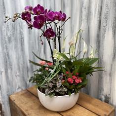 Orchid planter 
