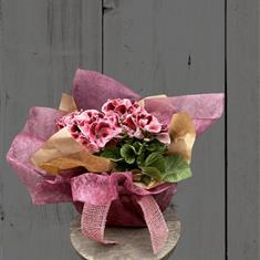 Trio of Pelargoniums