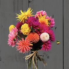 Dorset Dahlias 