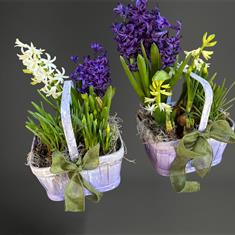 Spring Bulb Planter 