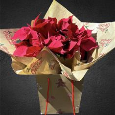 Pointsettia in presentation box 