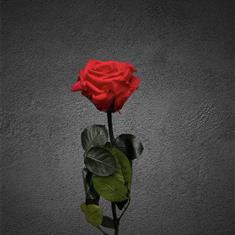 Single red rose