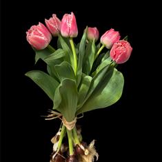 Long lasting tulips on the bulb  Queensland pink double fringe 