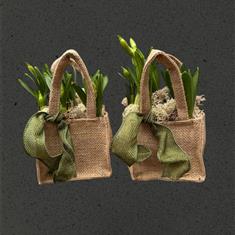 Spring bulbs hessian Duo 