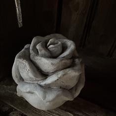 Concrete rose 