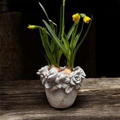 Daffodil rose pot 