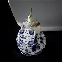 Amarylis wax bulb 