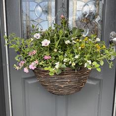 Large outdoor hanging  basket of beauty 