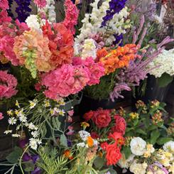 Summerleaze farm flowers 